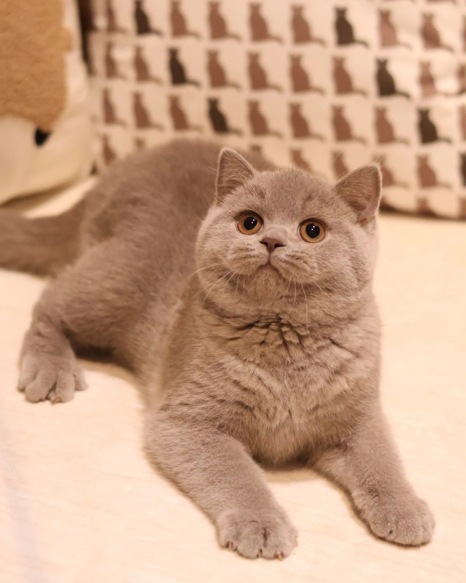 British Shorthair