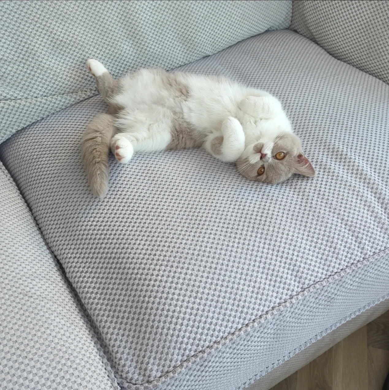 A relaxed moment on the sofa.