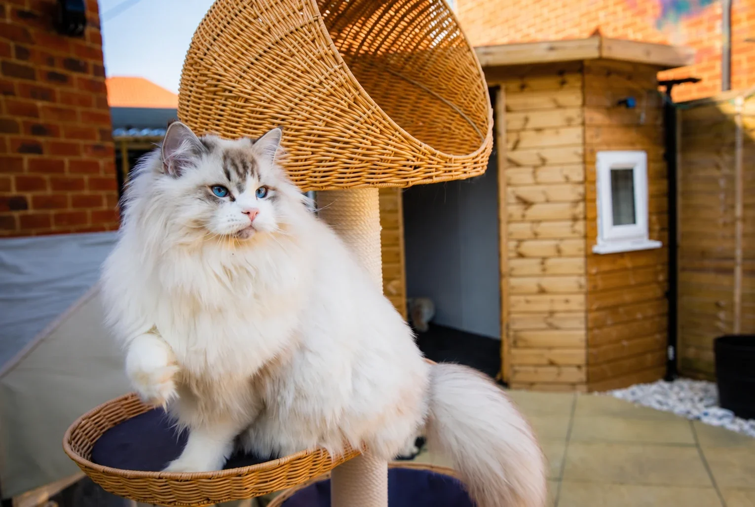 A Ragdoll on a woven perch in a paved courtyard.