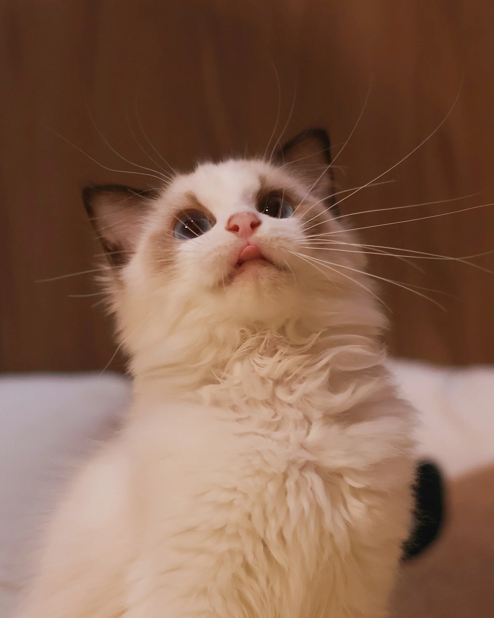 Romeo