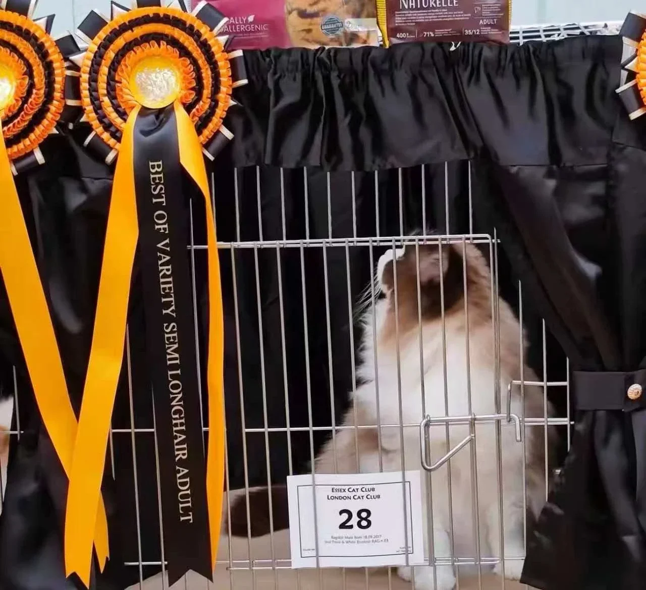 A show pen displaying a Best of Variety Semi Longhair Adult rosette.