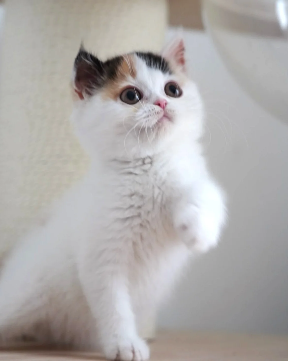 Cotton