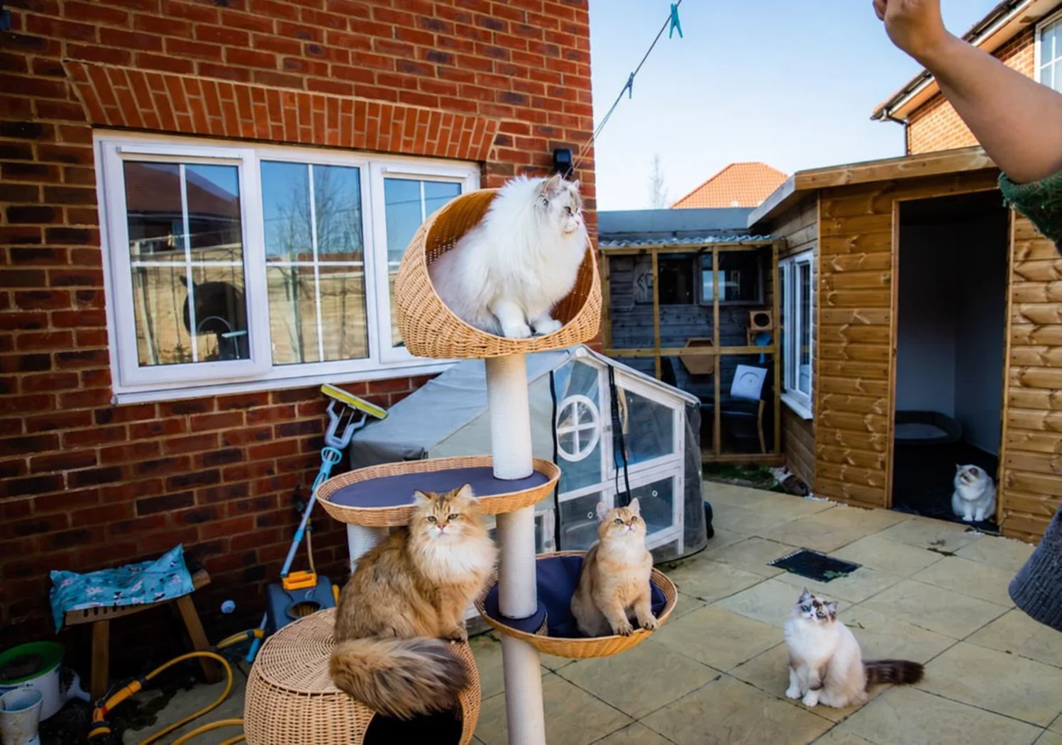 Cats on a courtyard cat tree and paving, looking towards a person’s raised hand.