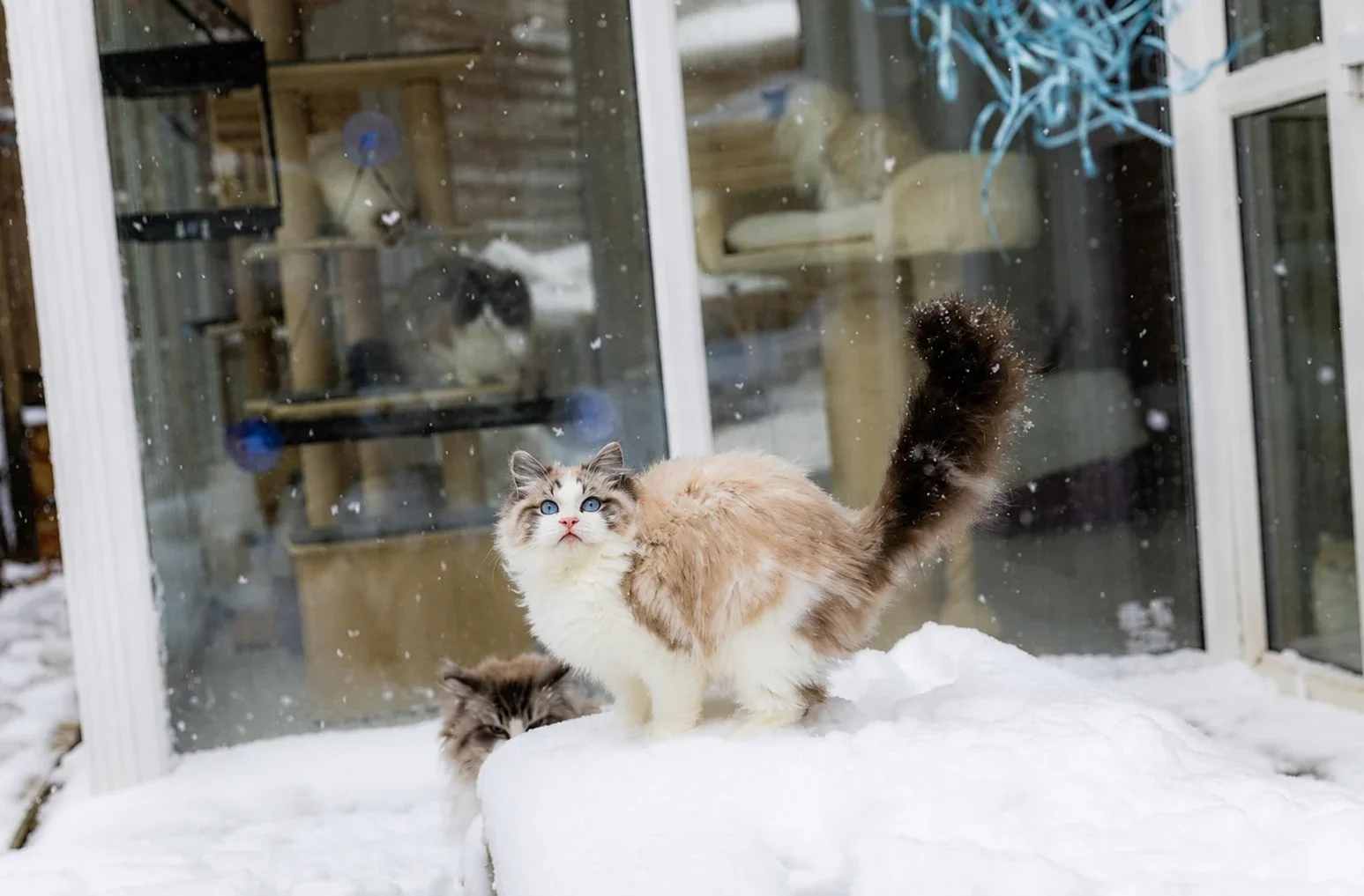 A Ragdoll looking towards a hanging toy above a snowy ledge.