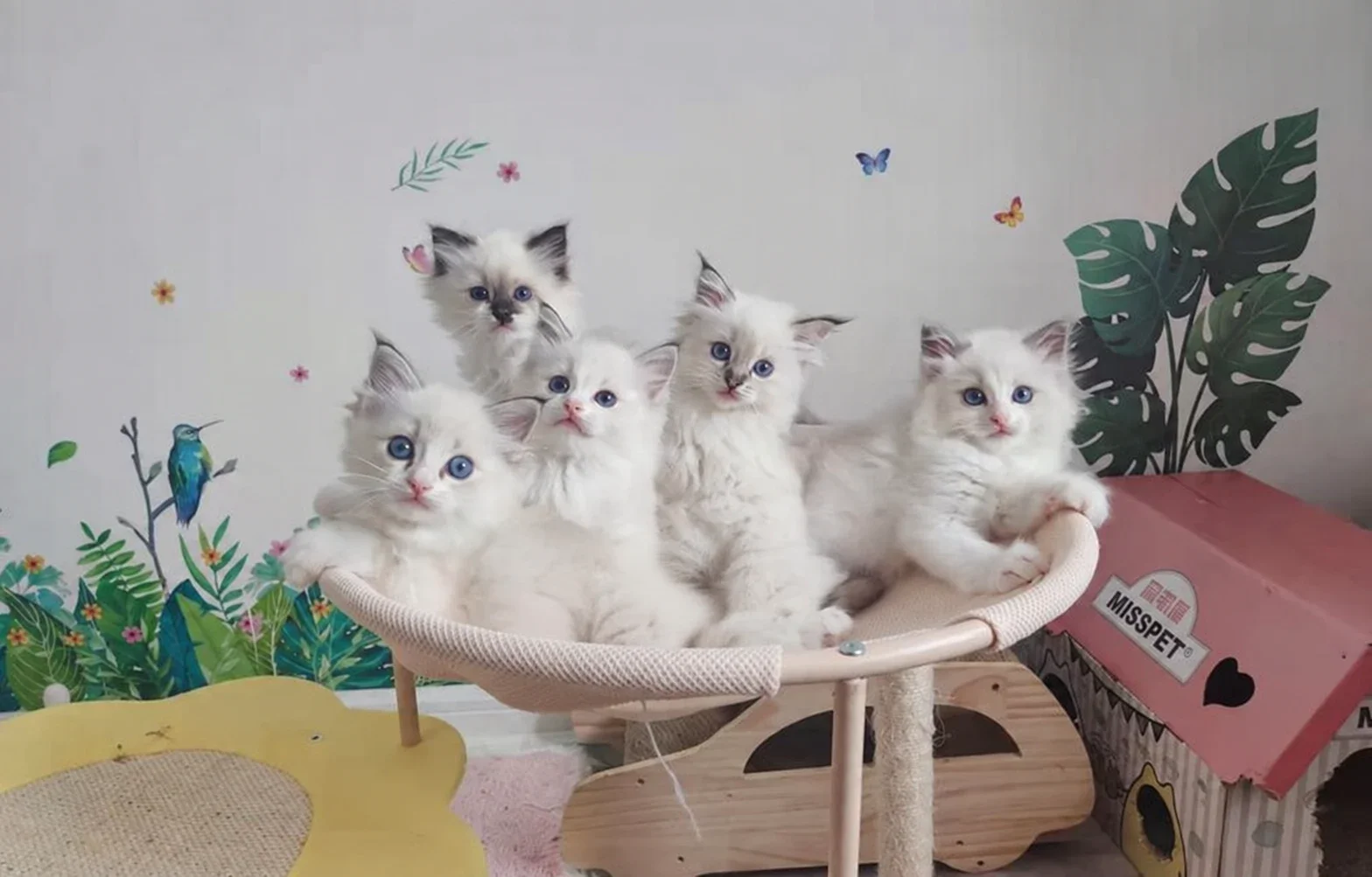 Five kittens together on a round perch in a furnished cat room.