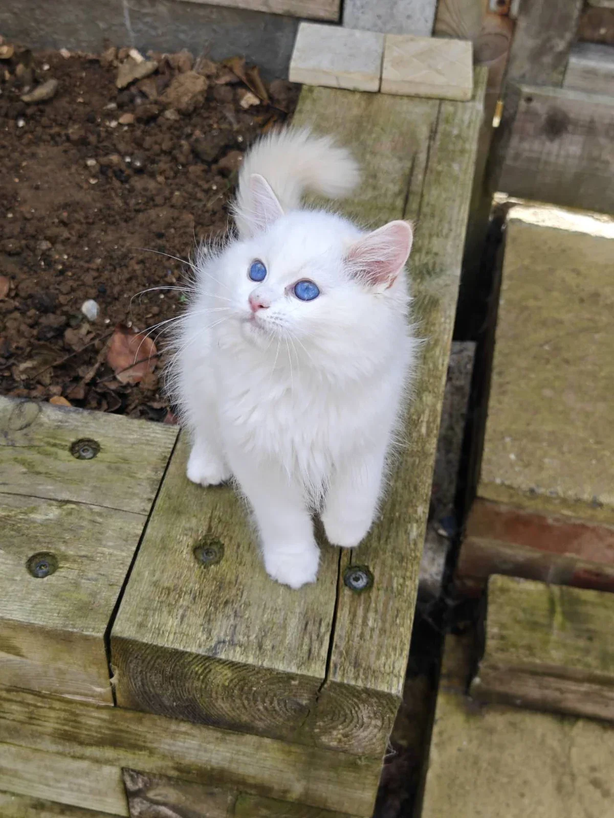 A Ragdoll kitten sitting in the garden.