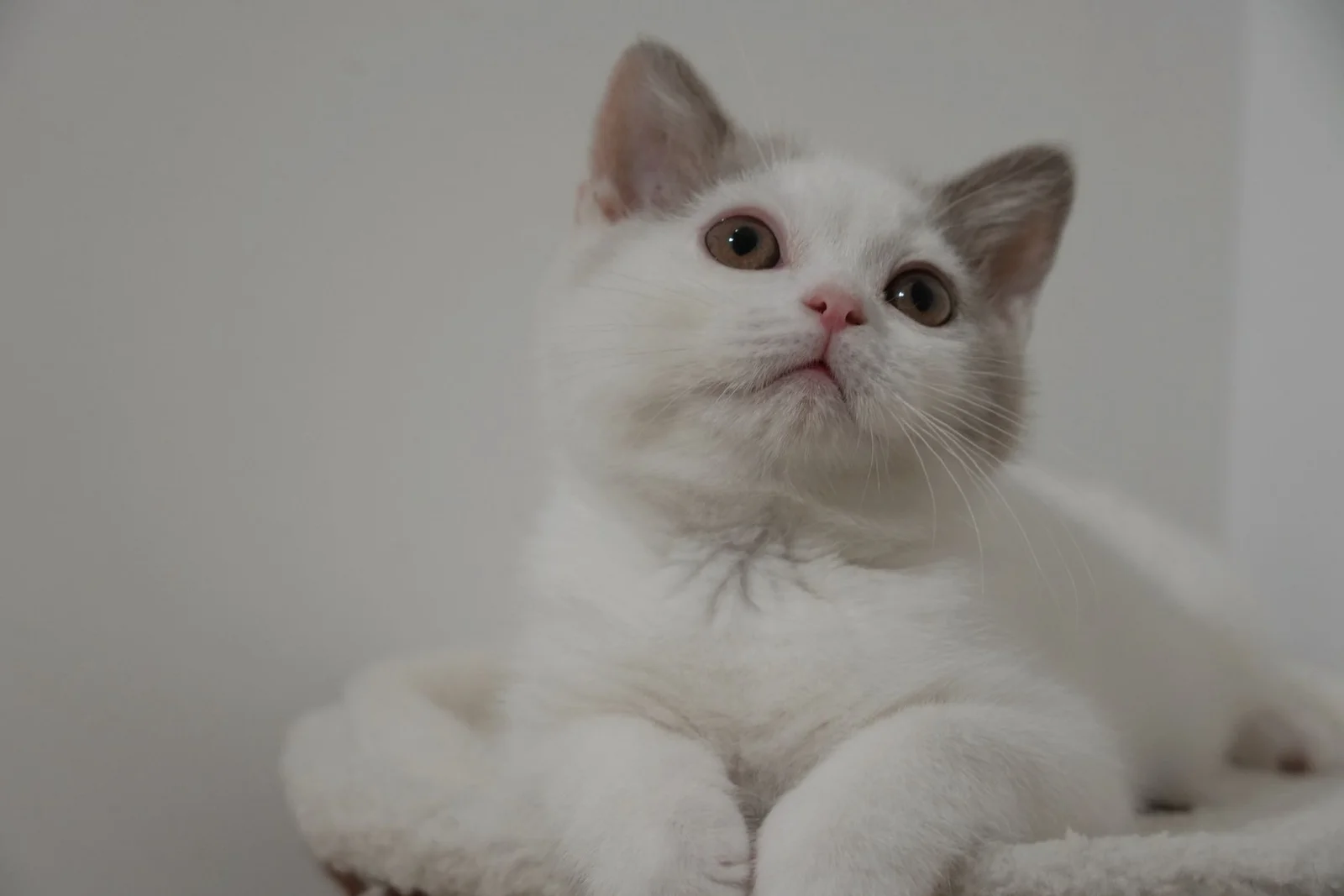 Lilac & White British Shorthair