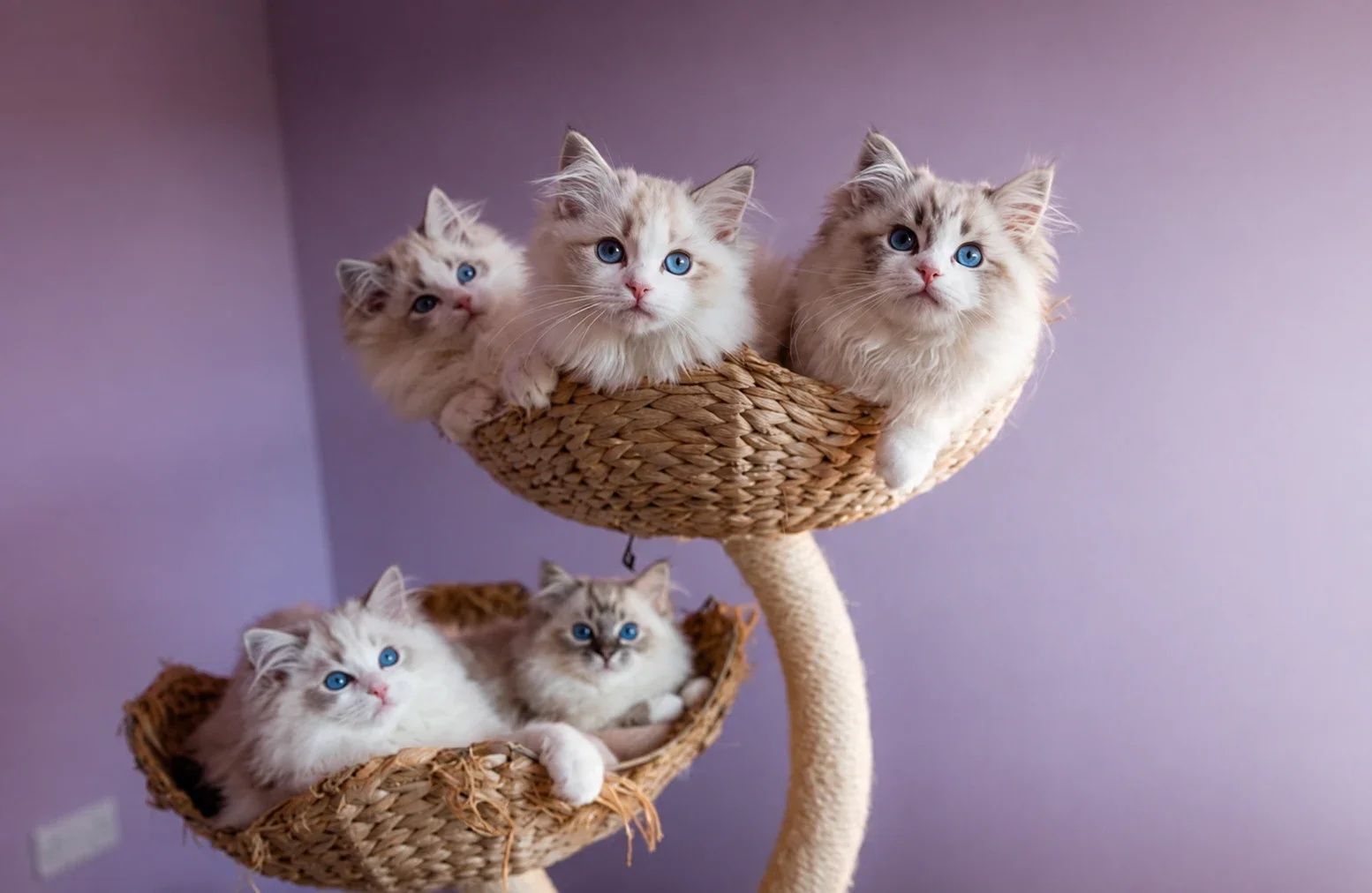Five Ragdolls sharing two woven cat-tree baskets.