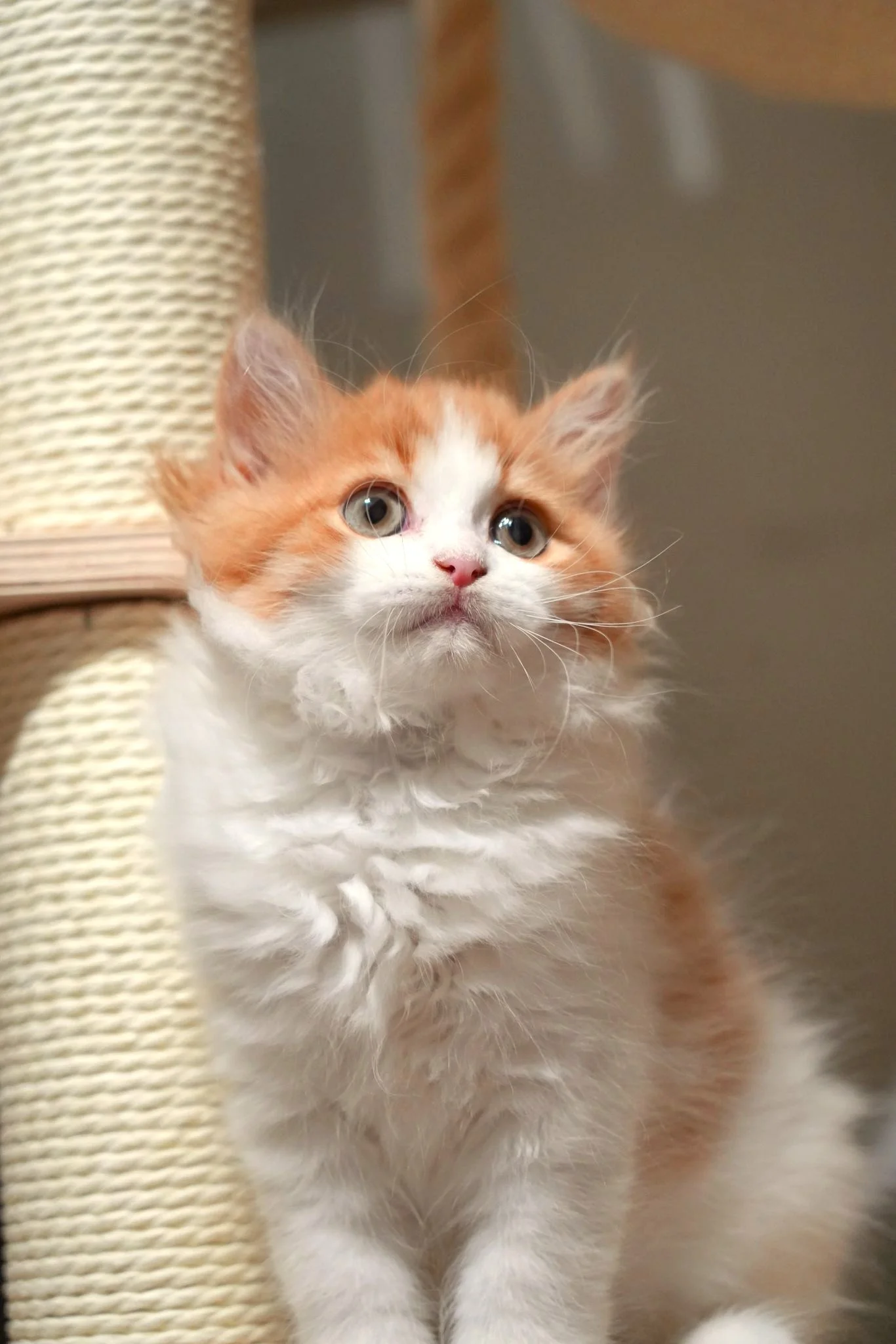 British Longhair