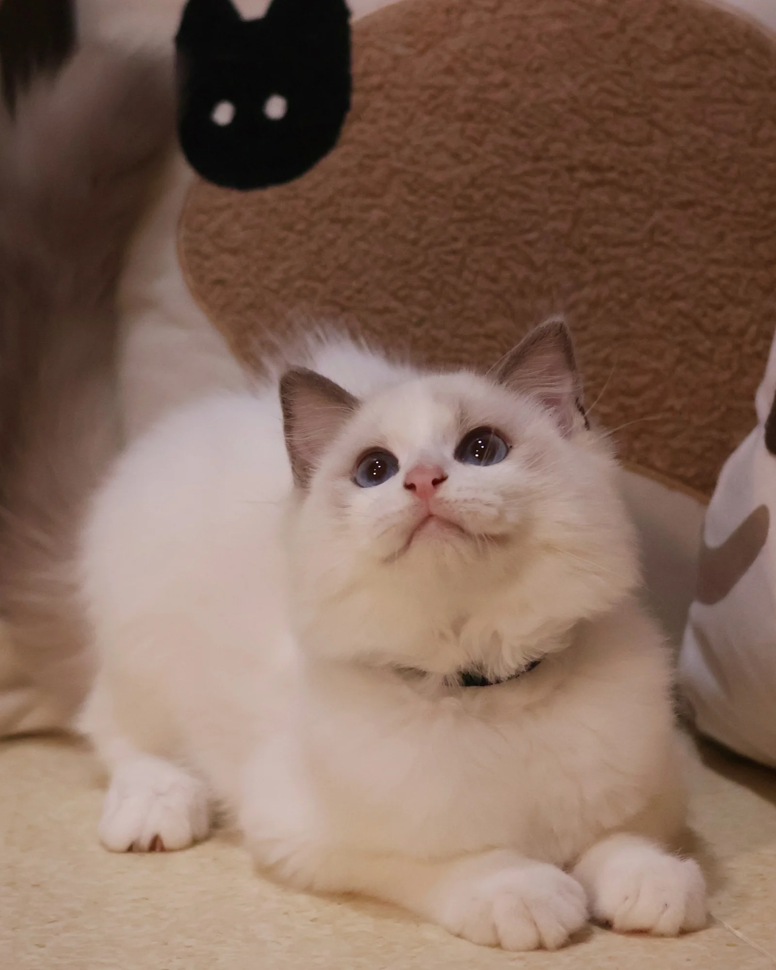 Beau
