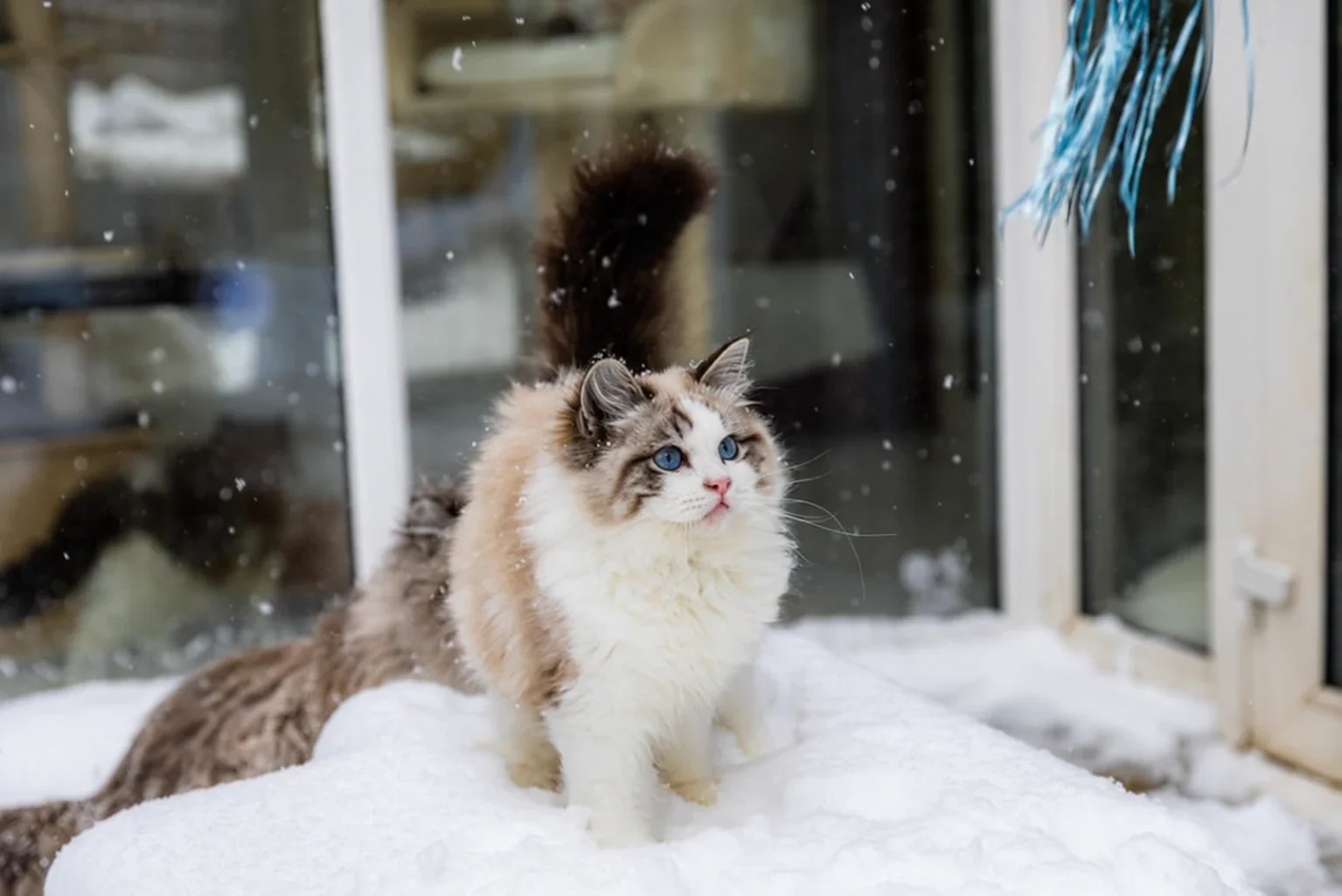 A Ragdoll watching a blue hanging toy from a snowy ledge.
