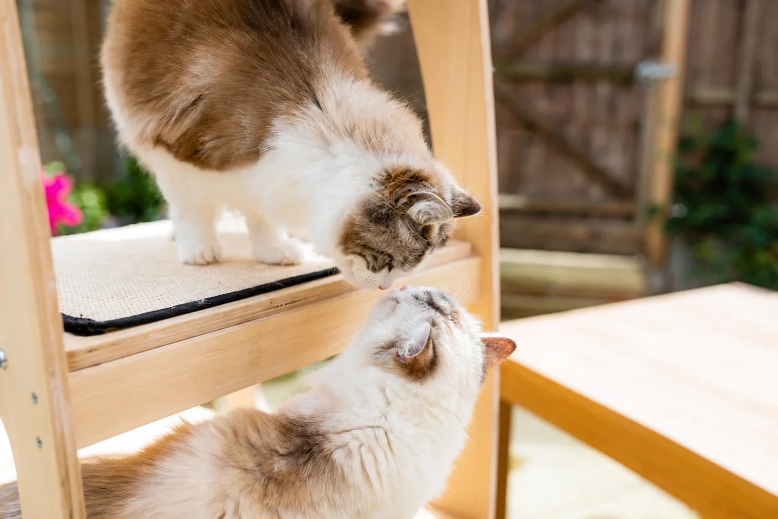 Two cats touching noses beside a wooden climbing frame.