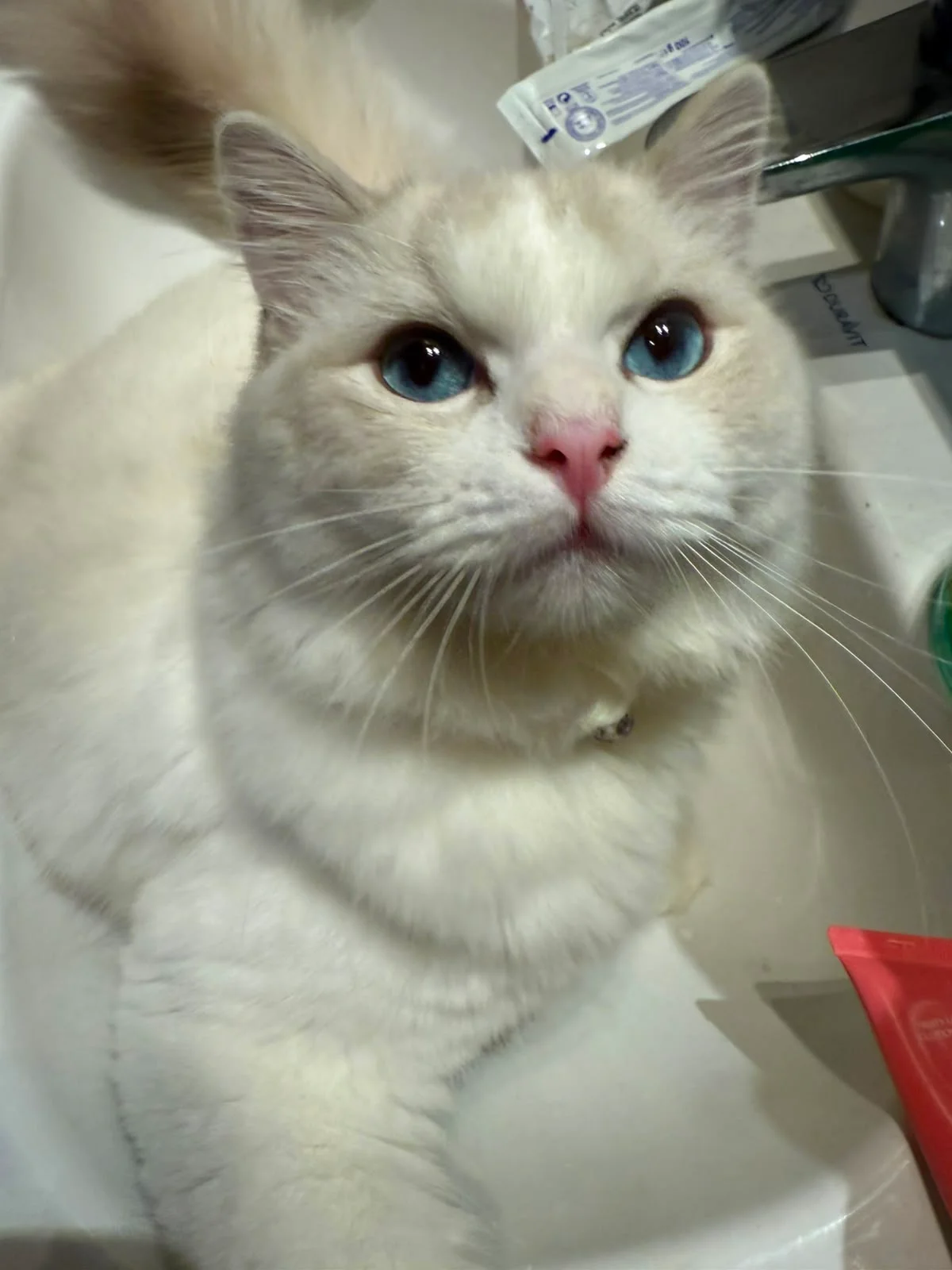 Pudding at one year — fuller cheeks and clearer markings, photographed by the family.