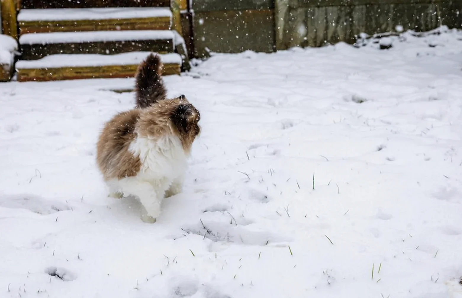 A long-haired cat standing in a snow-covered garden.