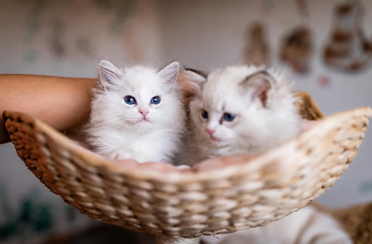 Two kittens in a woven basket, with a person’s arm behind them.
