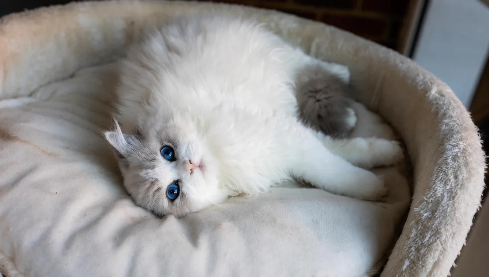 A Ragdoll reclining in a round cushioned bed.