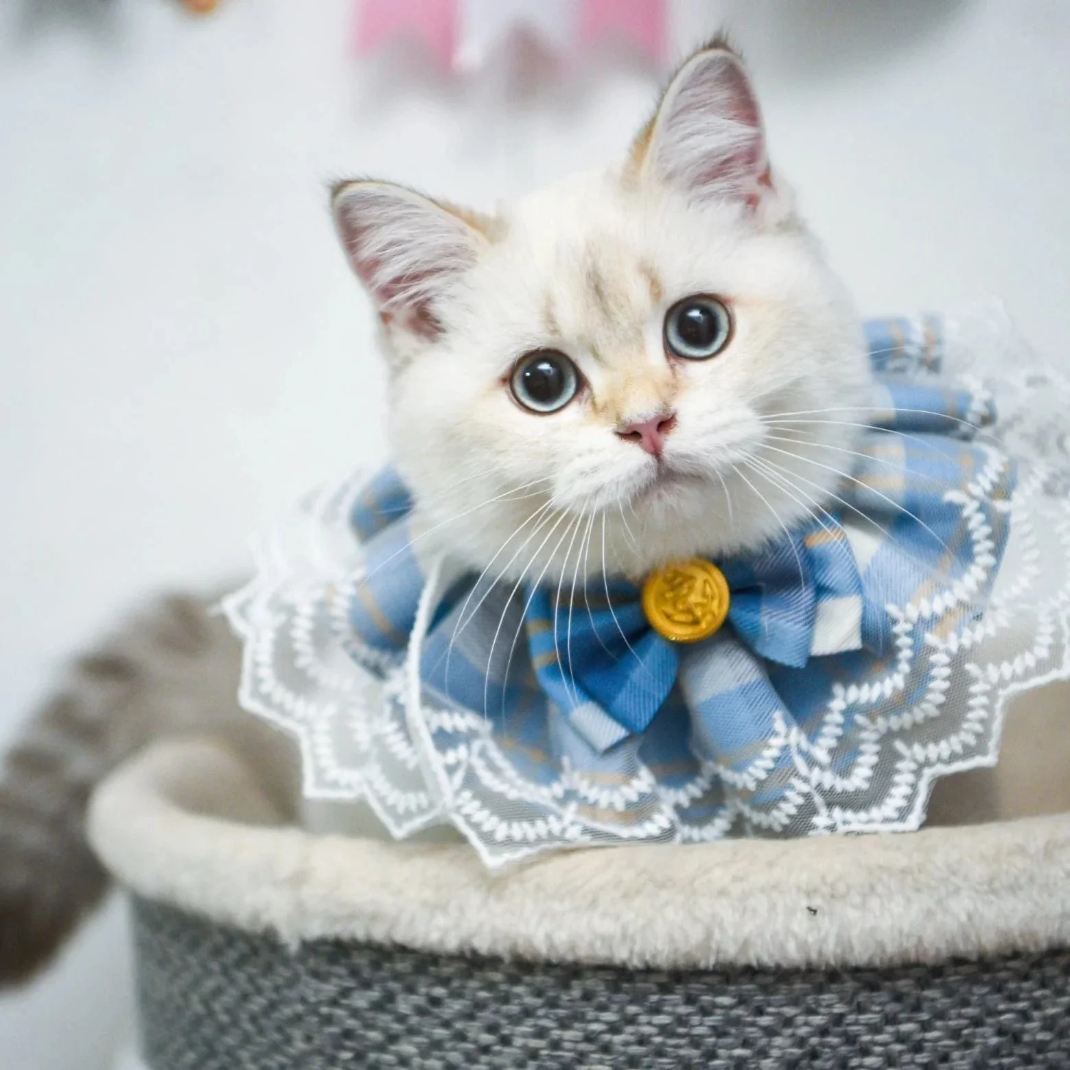 About NekoTown