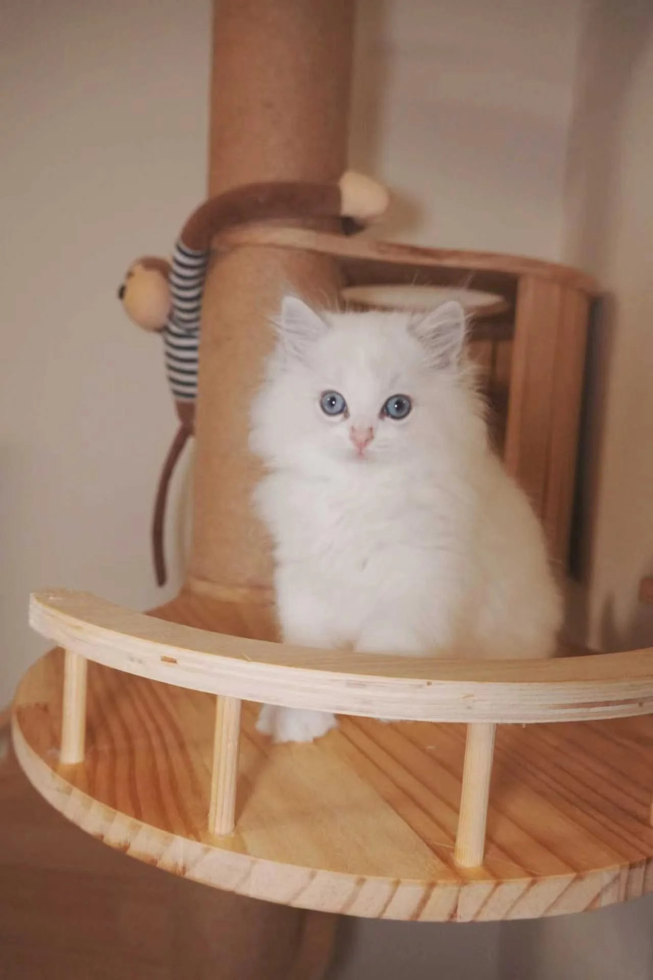 Around four months — seated on the wooden cat tree, with soft white chest fur.