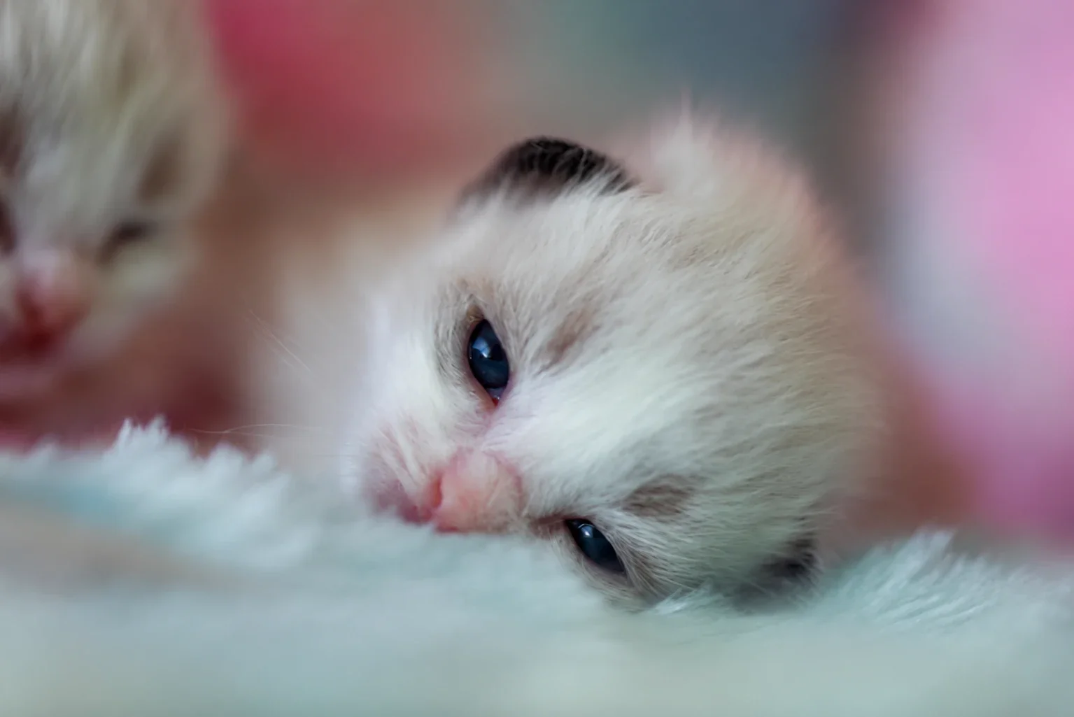 A kitten resting its head on pale bedding with its eyes partly open.