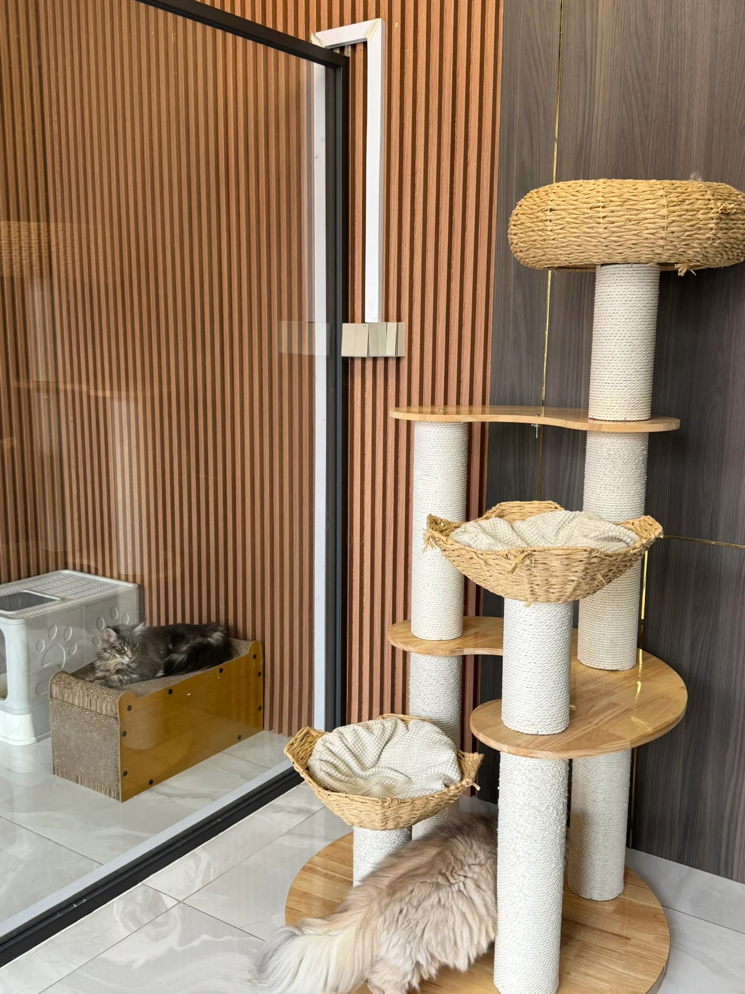 Modern cattery play area with cat tree