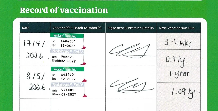 Xenia vaccination record: Nobivac Tricat Trio and Nobivac FeLV, 17 Apr and 8 May 2026