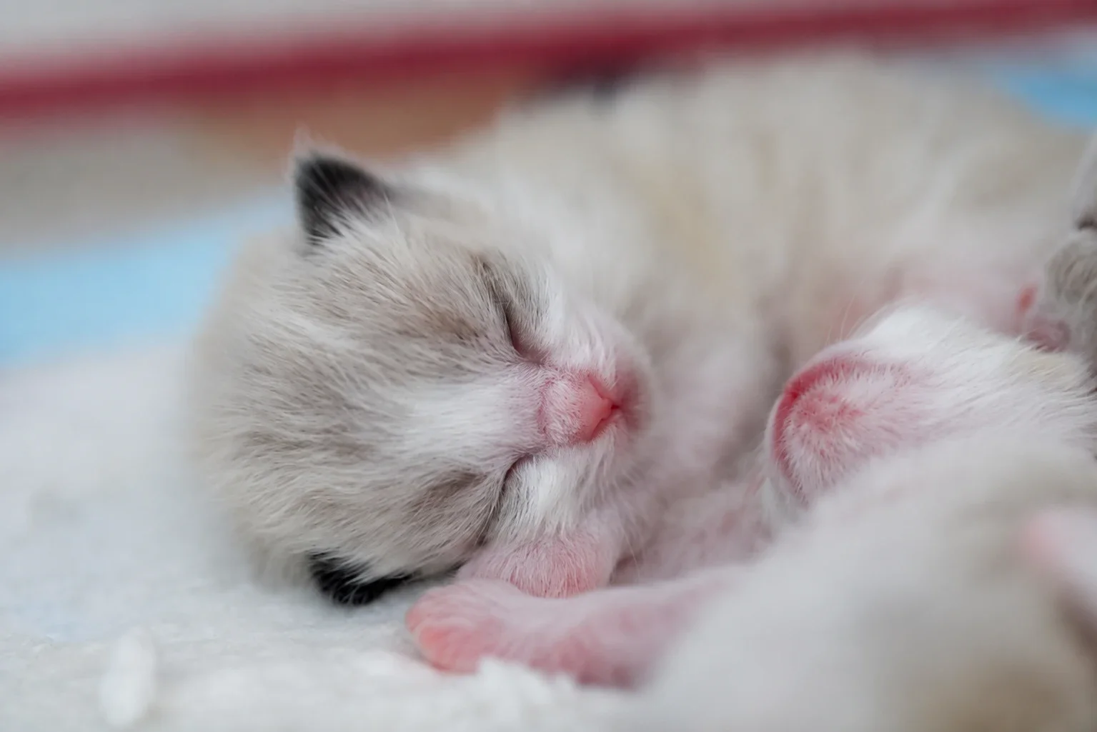 A close-up of two kittens resting together.