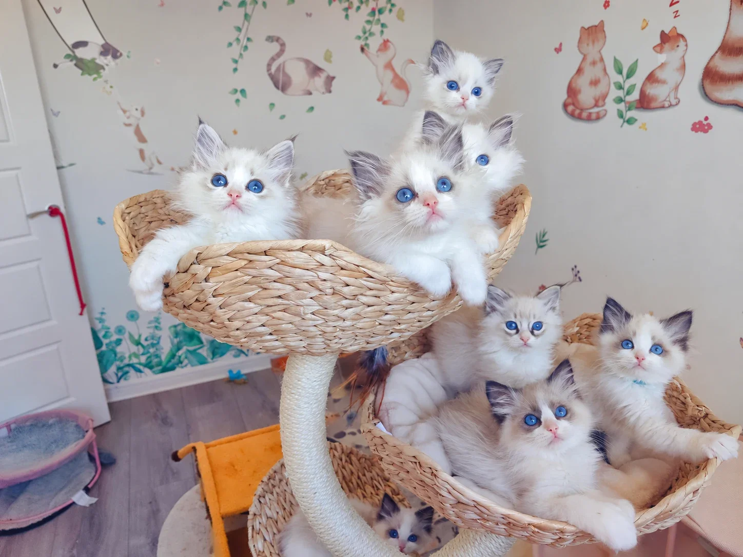Kittens gathered on woven cat-tree baskets in an indoor room.