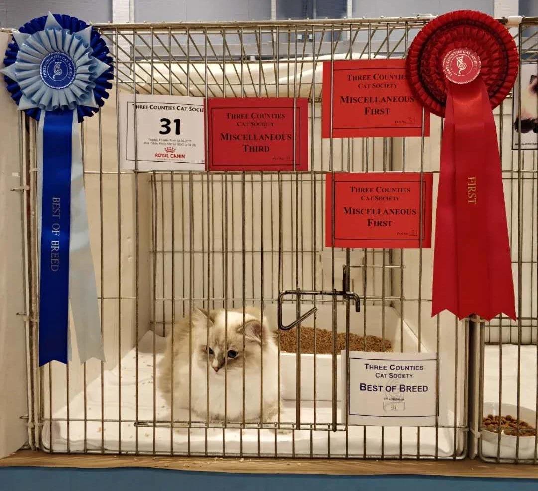 A Ragdoll resting in a show pen beside rosettes and Best of Breed signage.