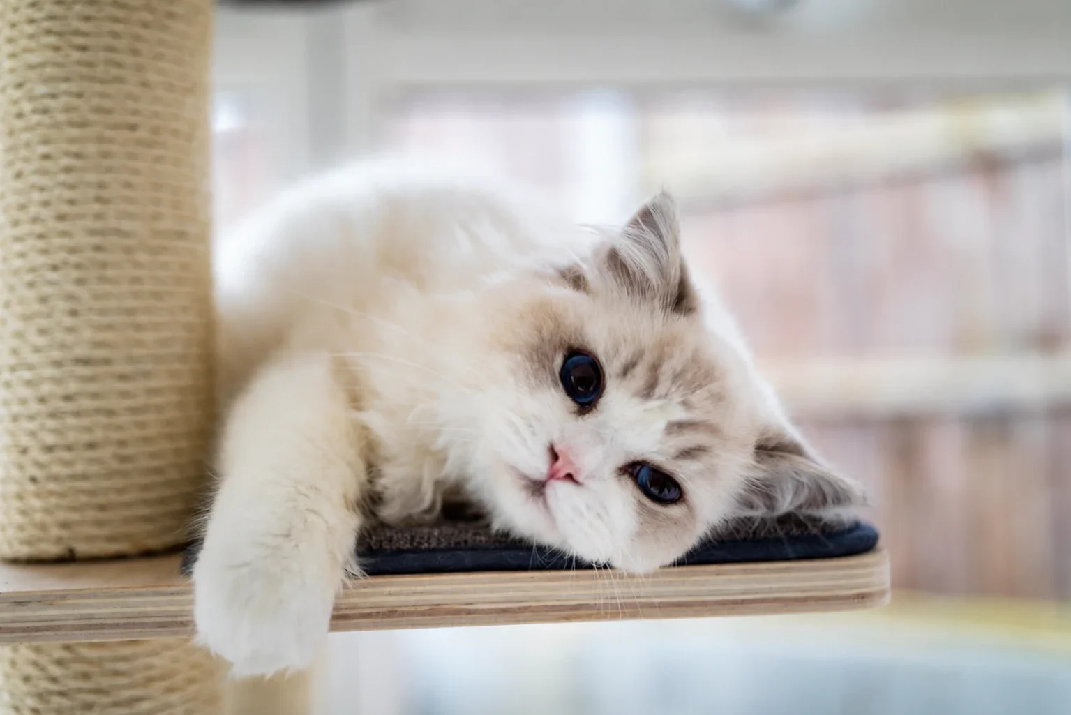 A kitten reclining on a cat-tree platform beside a scratching post.