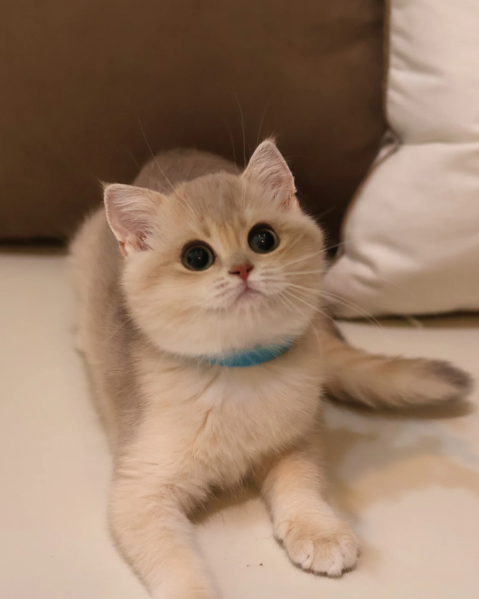 Cosmo