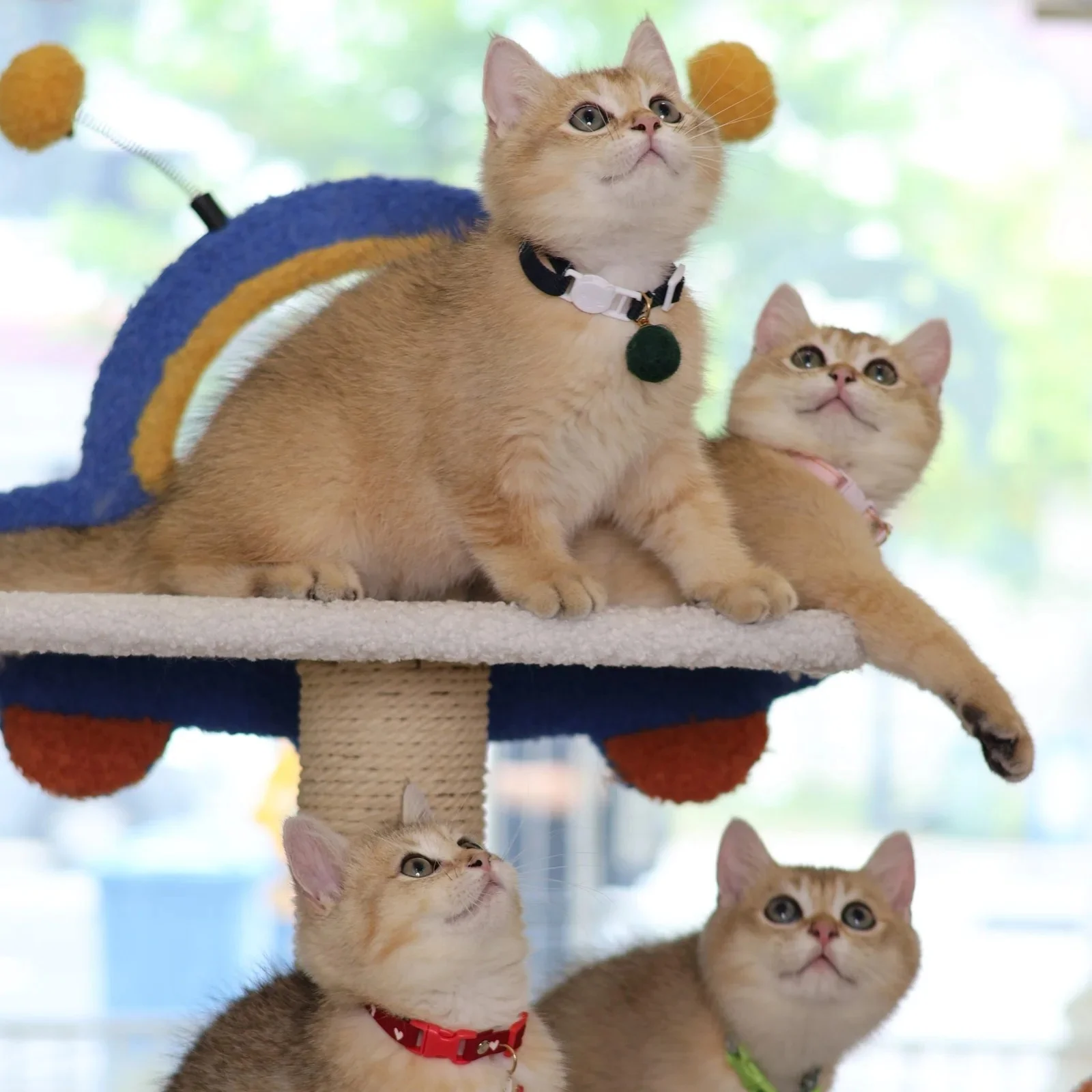 NekoTown Cat Cafe