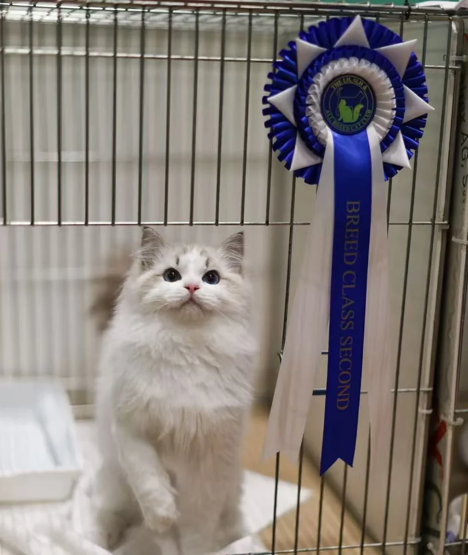 A Ragdoll beside a blue Breed Class Second rosette.