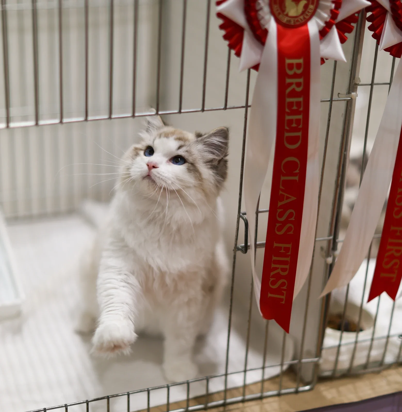 A Ragdoll lifting a paw beside a Breed Class First rosette.