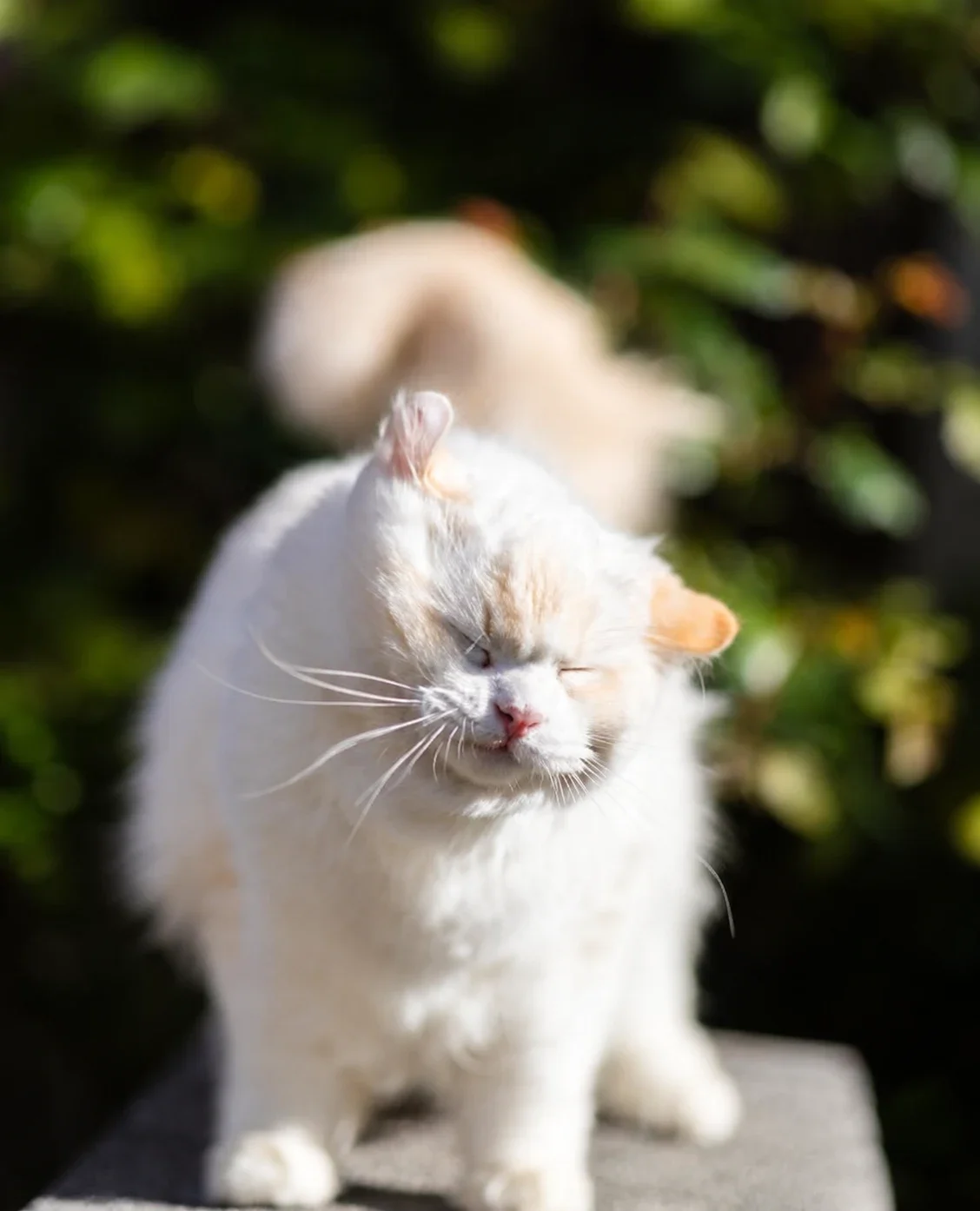 A pale cat standing in sunlight with its eyes closed.