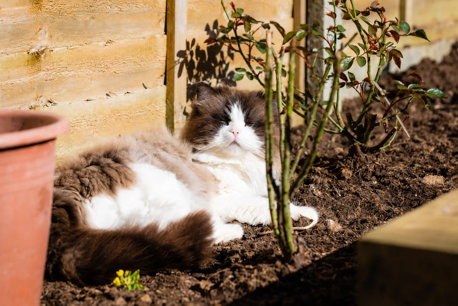A bicolour cat resting beside plants in a sunny garden bed.