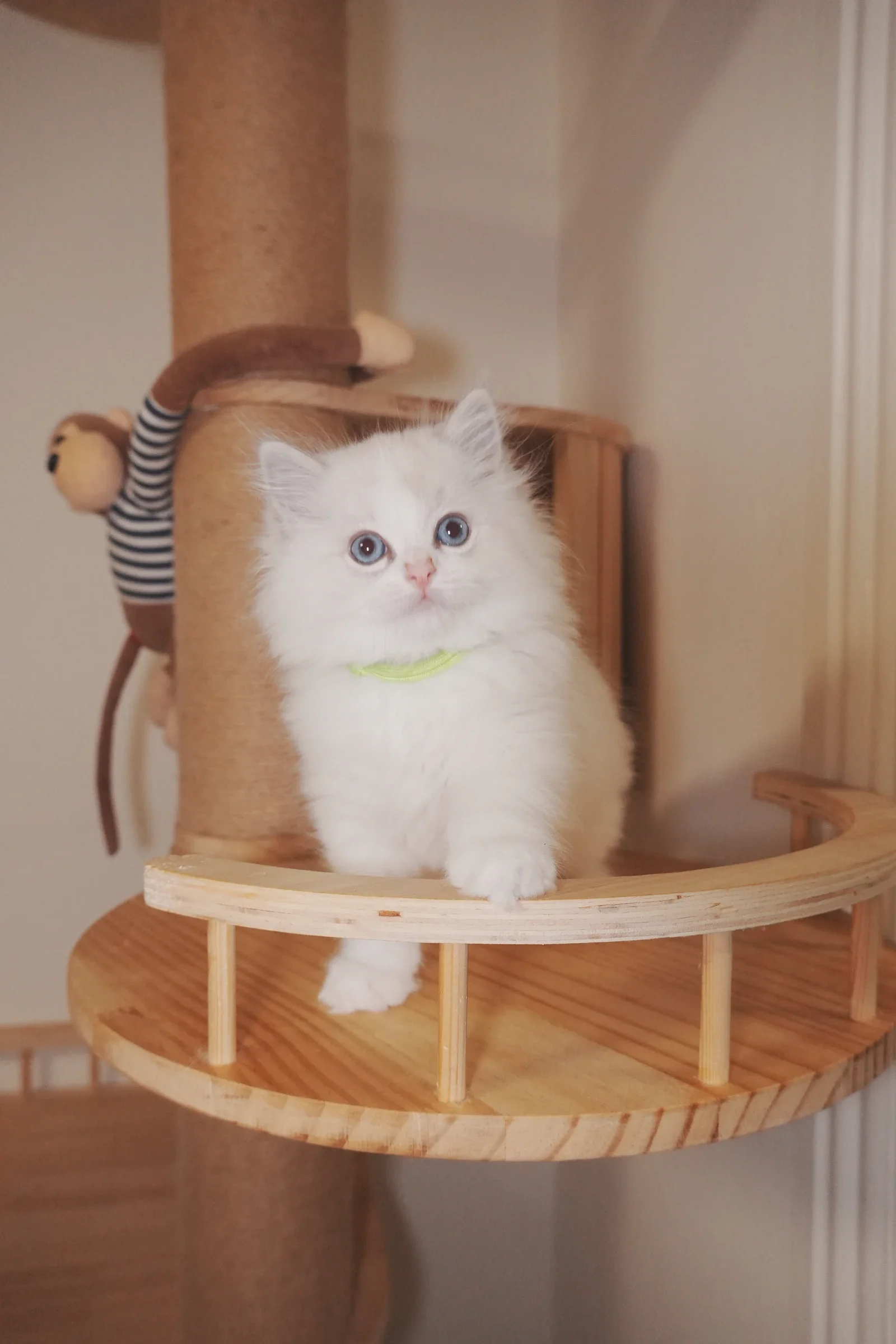 Pudding at around four months — pale facial markings and a small muzzle.