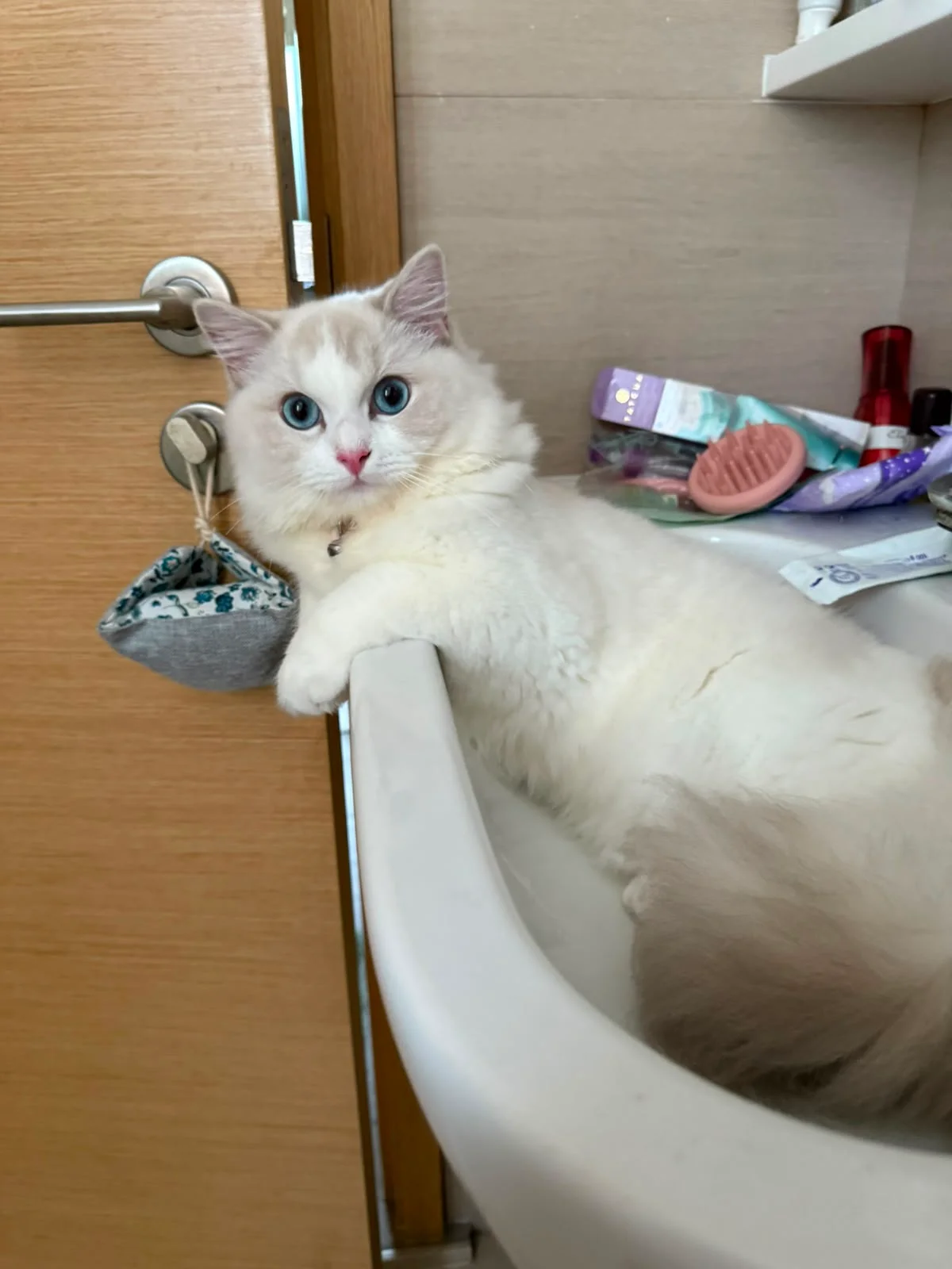 Why Choose NekoTown for Your Ragdoll?