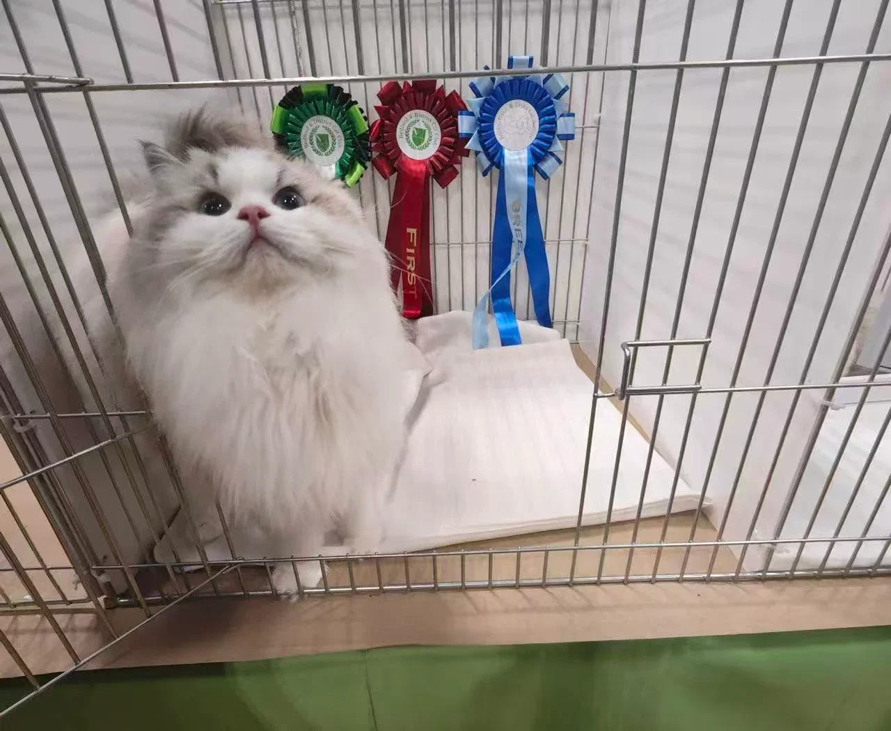 Oliver, a blue bicolour Ragdoll, with show rosettes