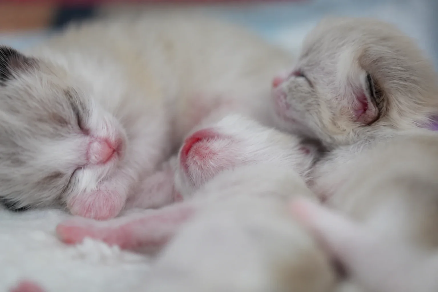 Three young kittens nestled together on bedding.