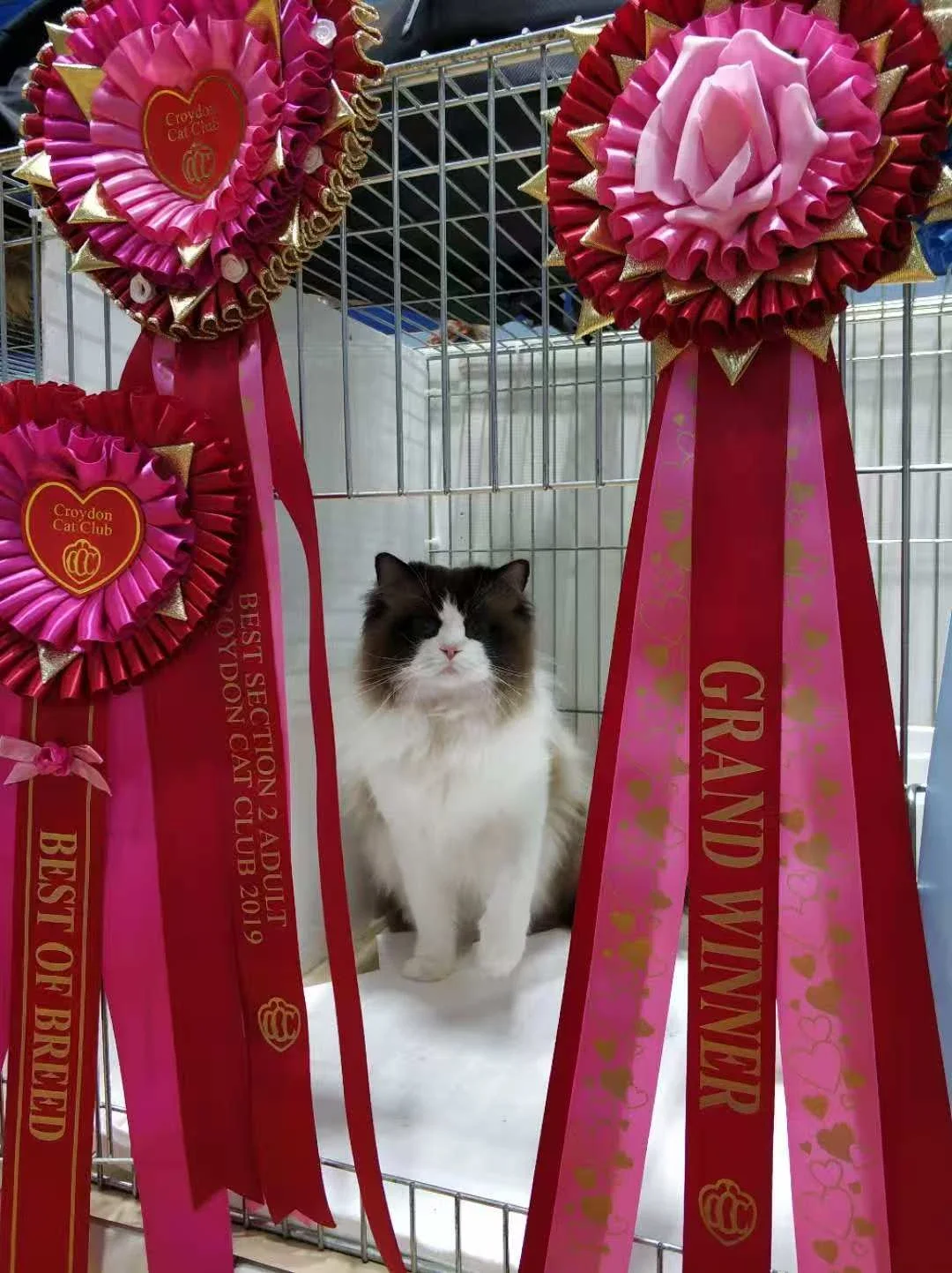 Meet Our Ragdoll Breeding Partner