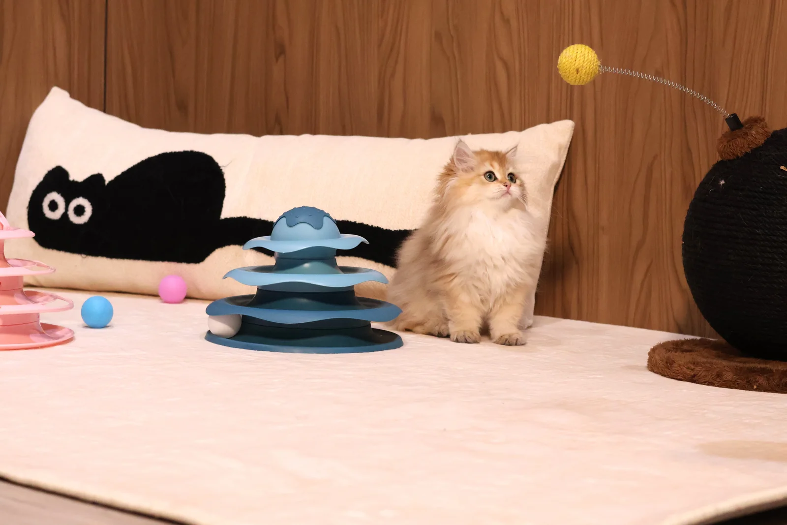 Private kitten interaction room with toys