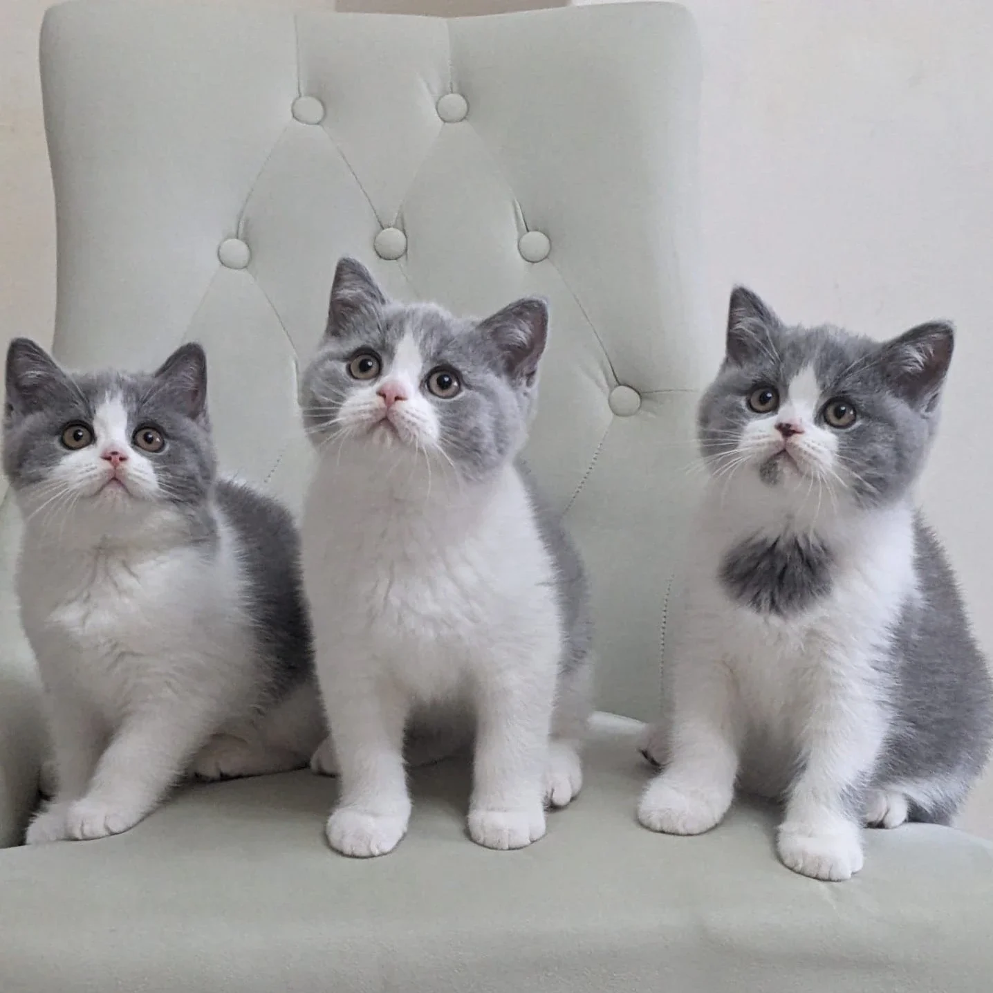 Another early group photograph shared by Lulu’s family.