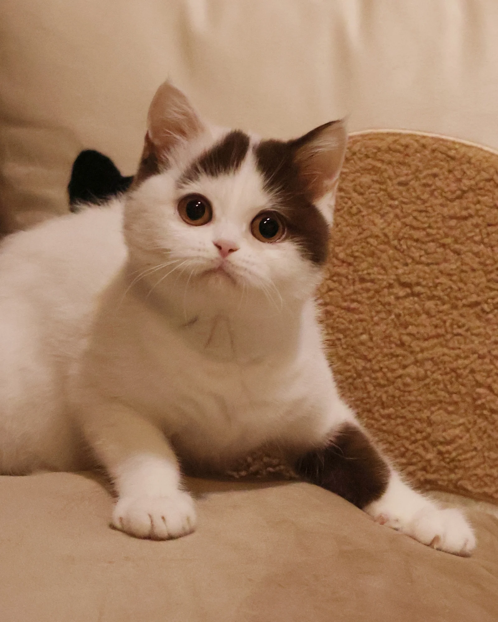 Dumpling