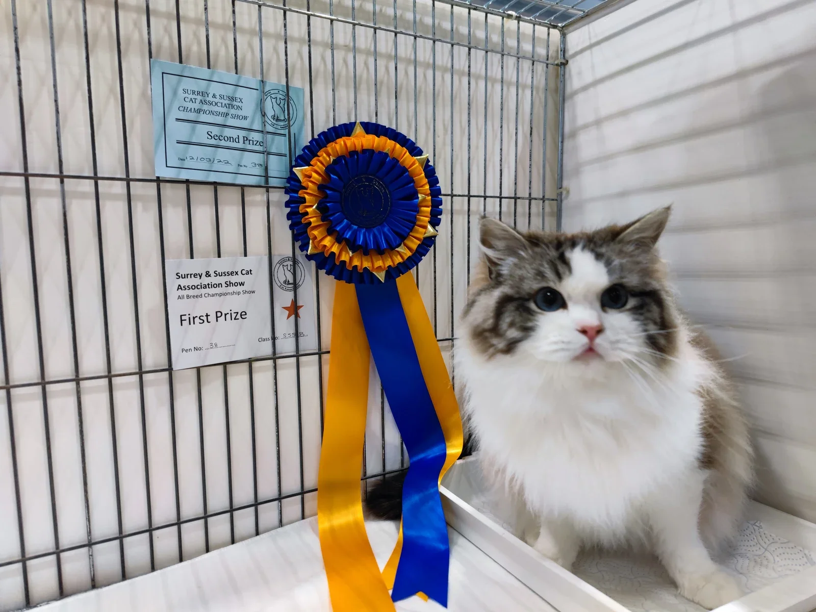 A Ragdoll beside prize cards at a Surrey & Sussex cat show.