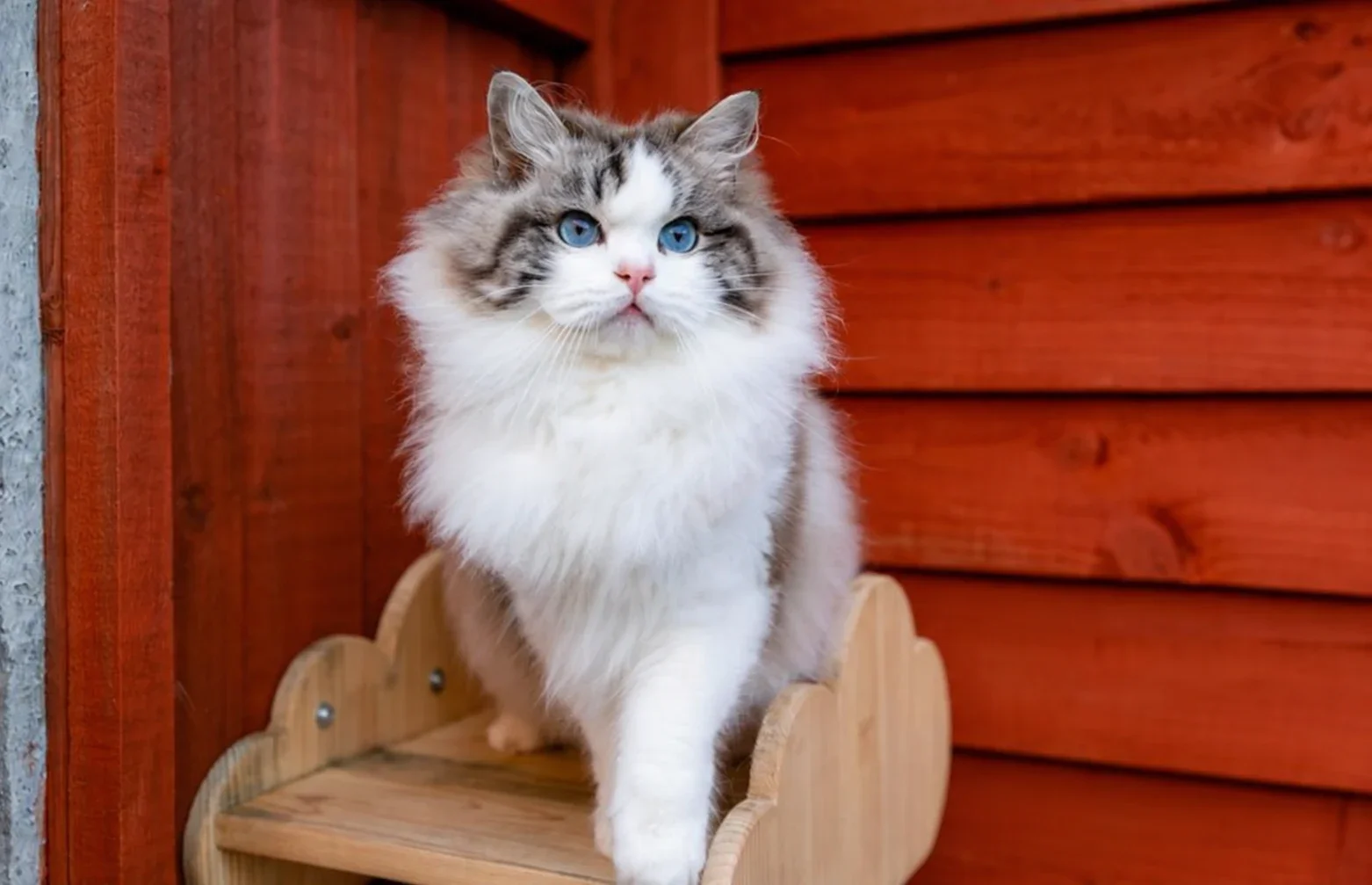 A blue-eyed Ragdoll sitting on a wooden perch against a red wall.
