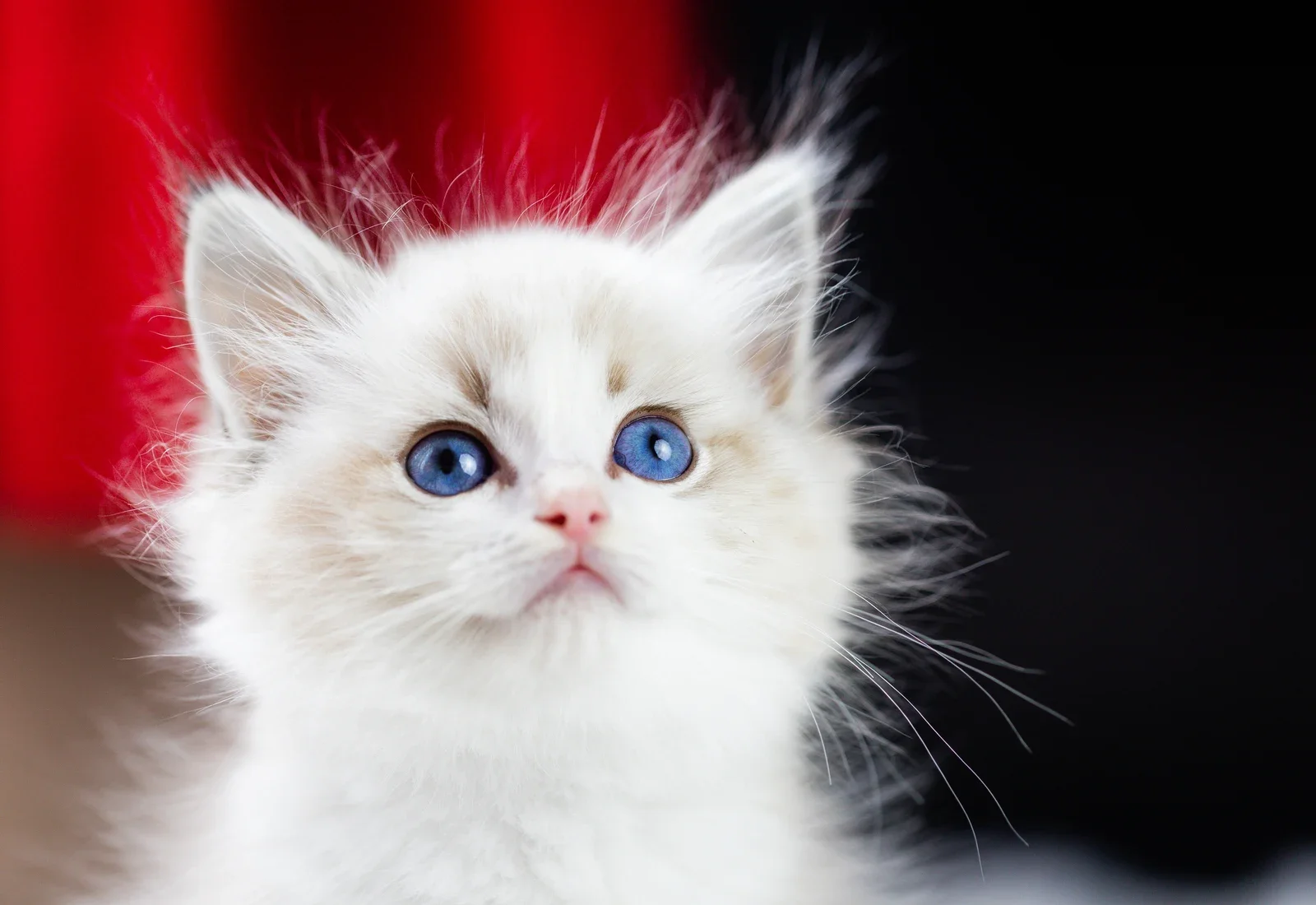 A close portrait of a blue-eyed kitten.