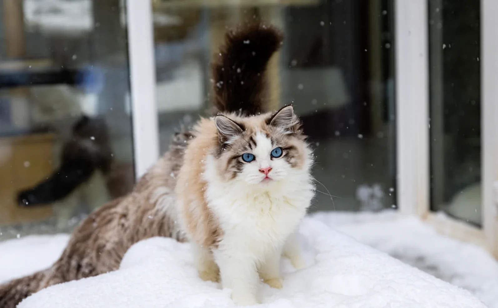 A blue-eyed Ragdoll facing the camera in falling snow.