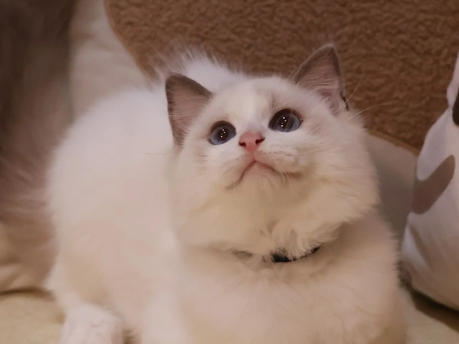 Blue Bicolour Ragdoll