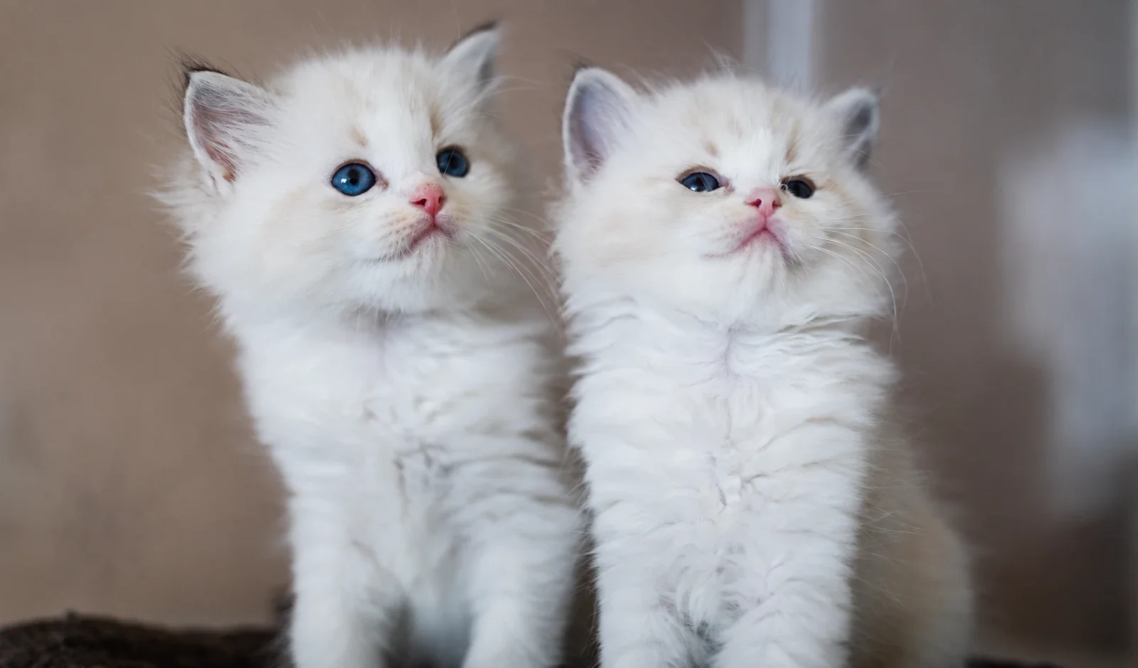 Two fluffy kittens sitting side by side.