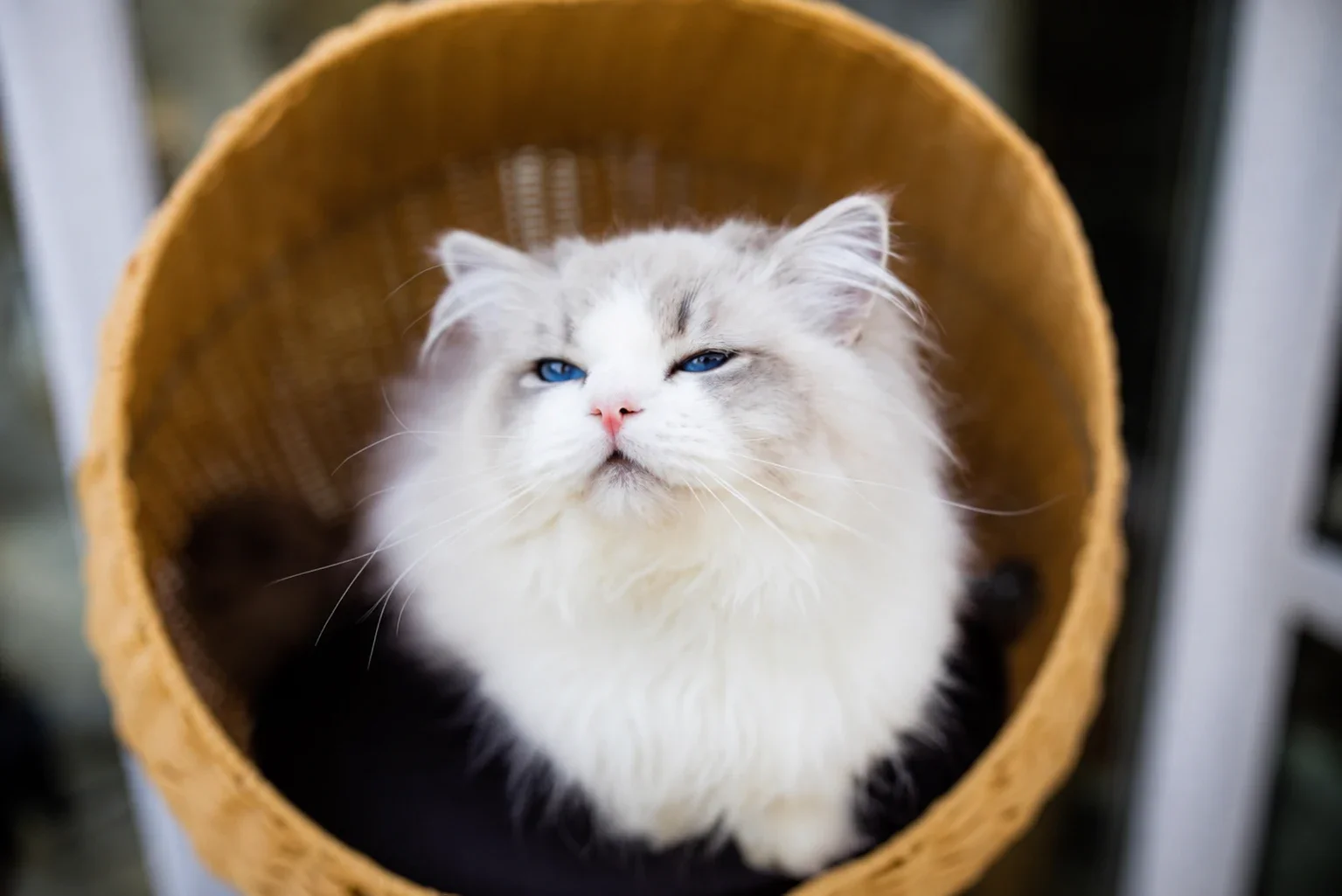 A fluffy Ragdoll sitting inside a woven basket bed.